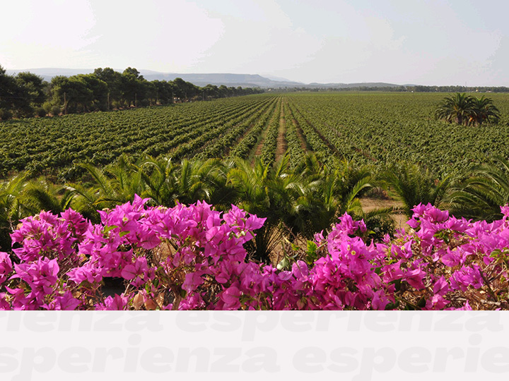 Weingut Sella & Mosca